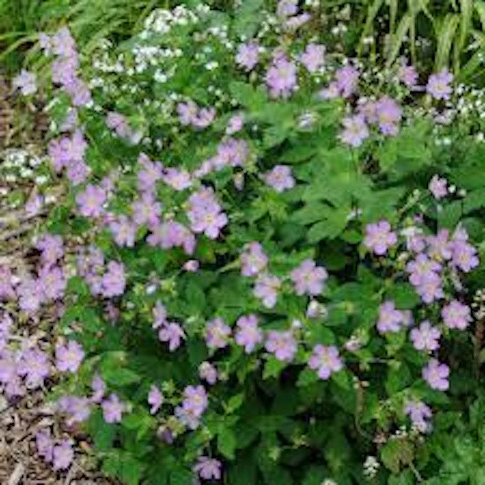 5 Wild Geranium Cranesbill Bare Roots Wildflower