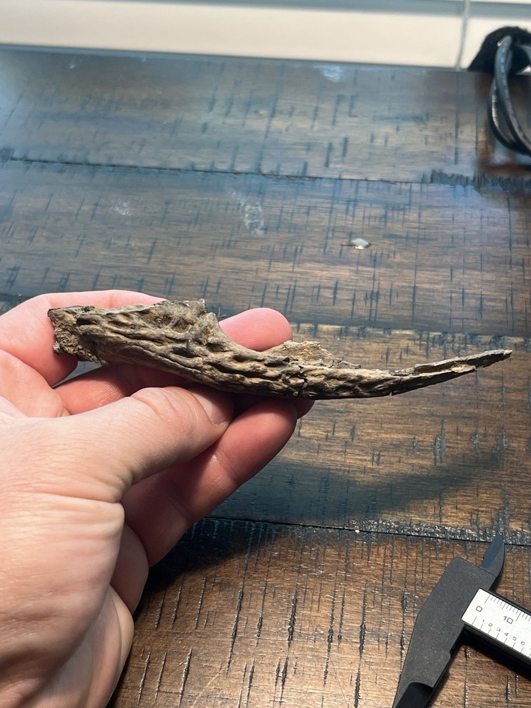 Crocodile Angular Lower Jaw Bone Dinosaur Age Fossil Hell Creek Form SD