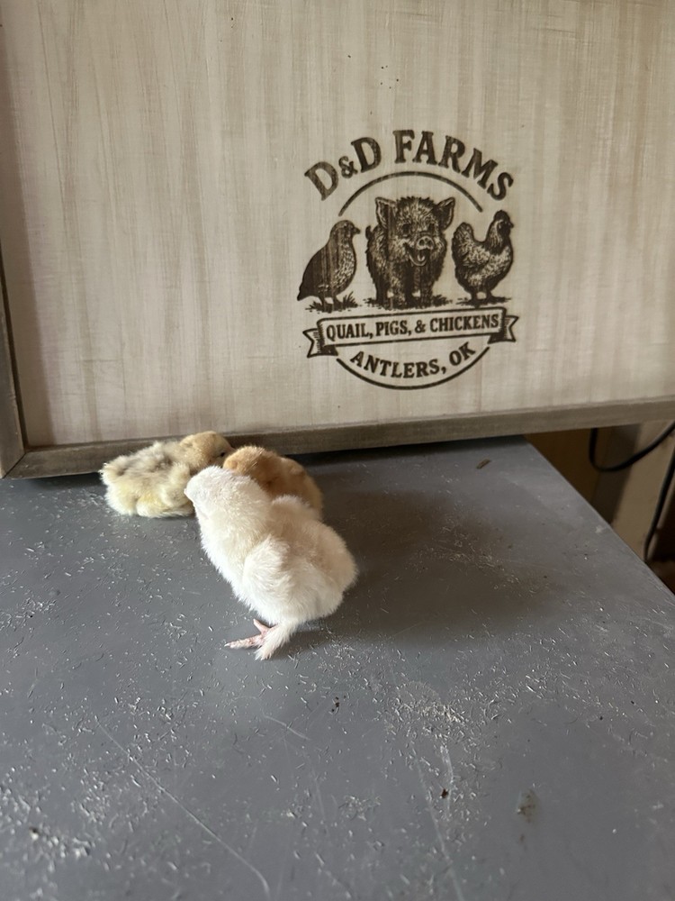 Bantam Cochin Fun Pen