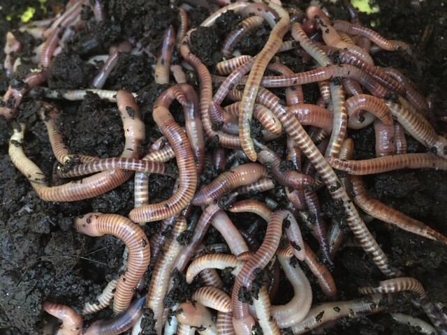 1 Lbs Live European Nightcrawlers Compost worms