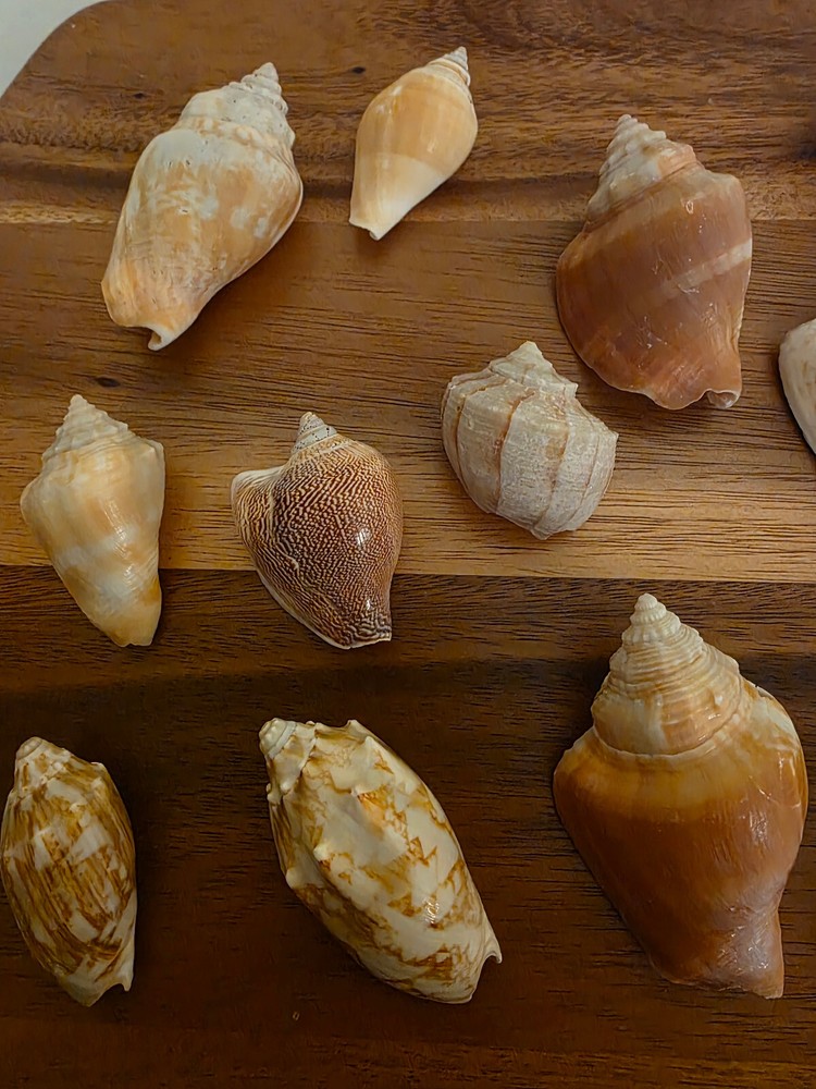 Ocean Seashell Lot - Estate Find