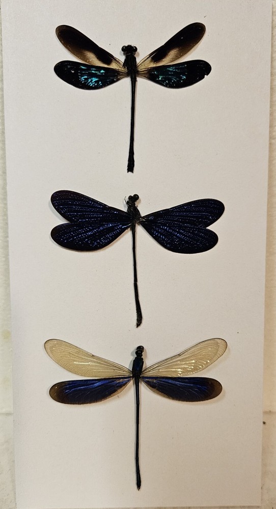 Real framed Damselfly Collection From Southeast Asia