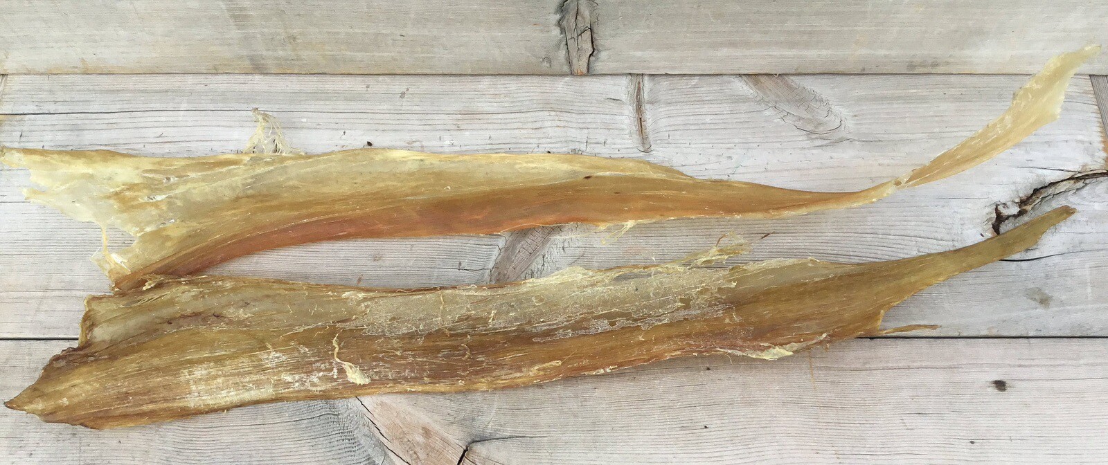 2 Elk Backstrap Sinew Authentic 19-22”