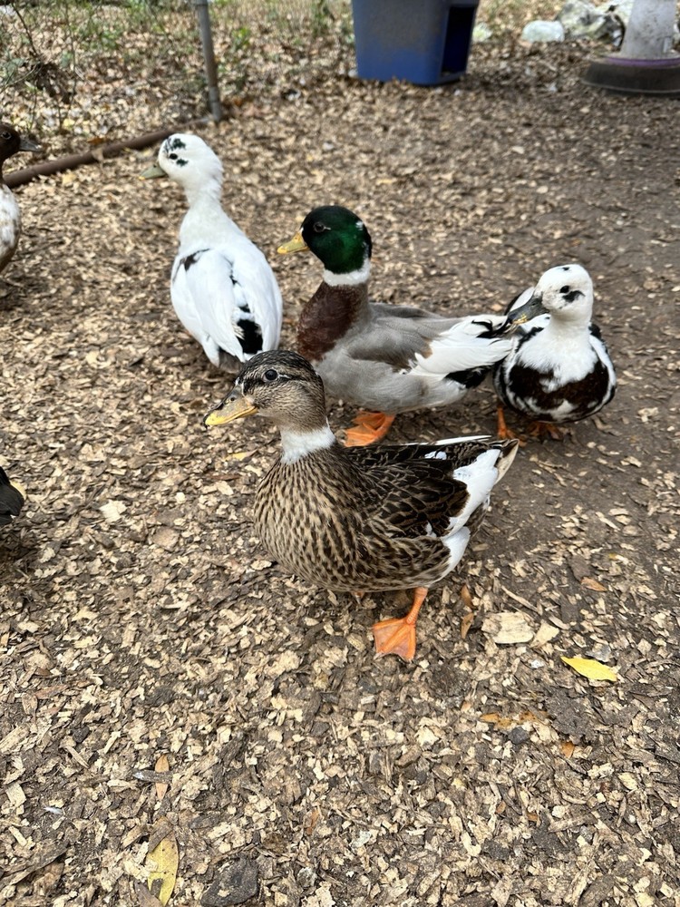 8+ Call Duck Hatching Eggs Assorted Colors