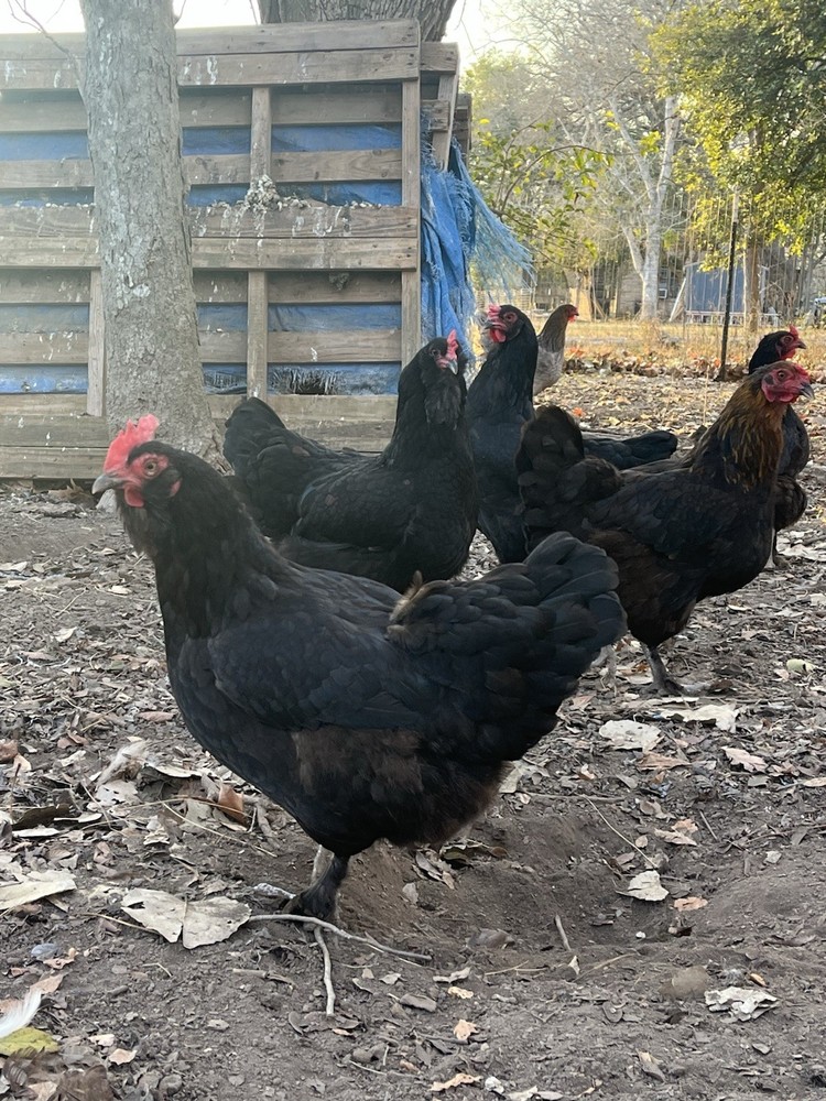 12 Olive And Dark Chocolate Egger Hatching Eggs