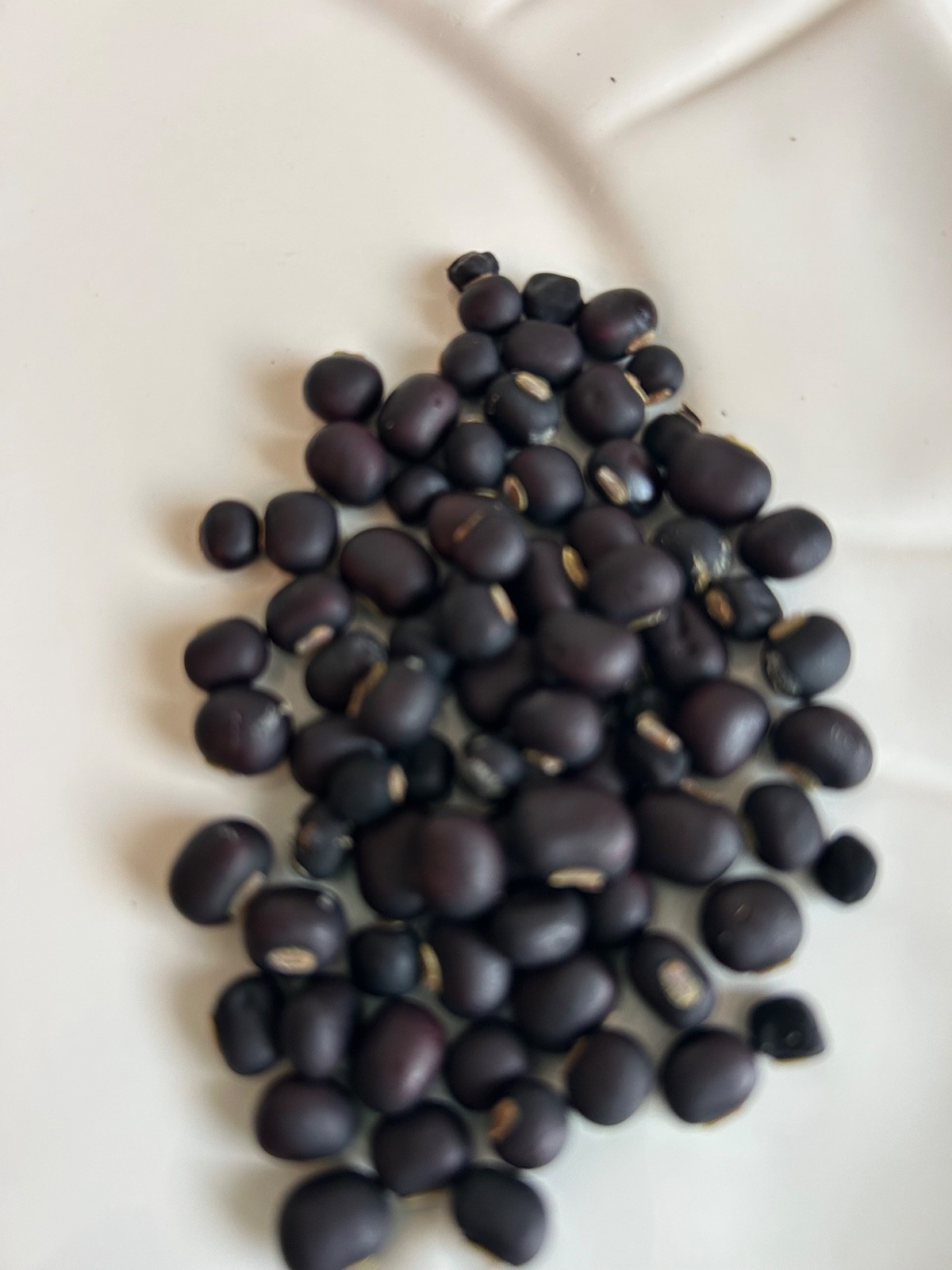 15 Purple Asian Winged Bean Seeds