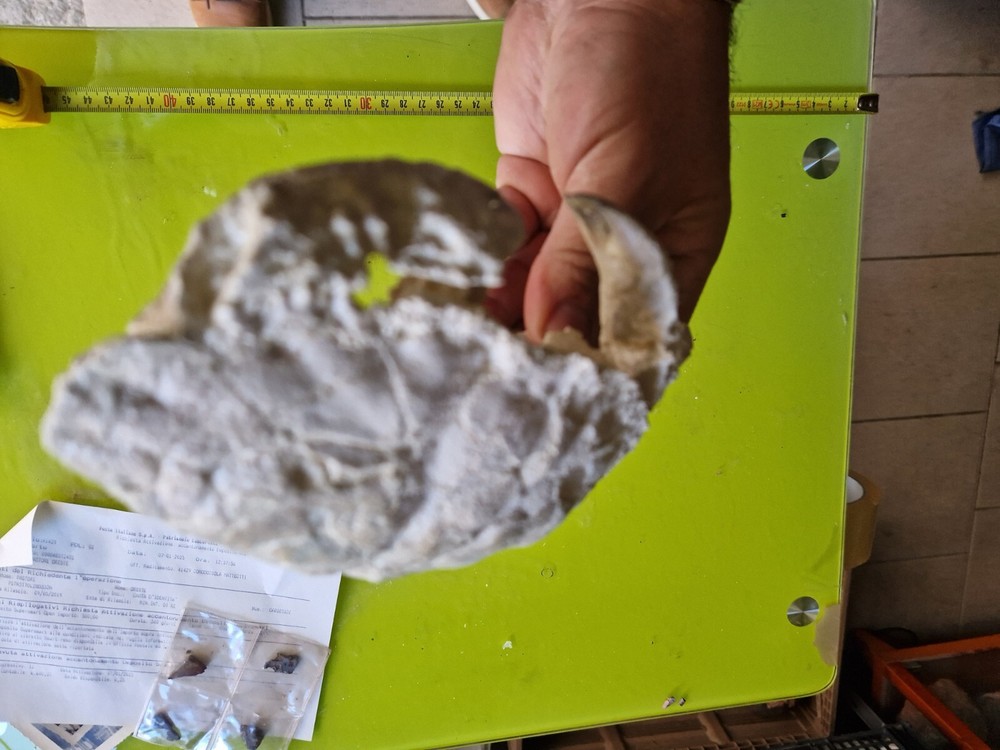 CRAB CANCER FOSSIL