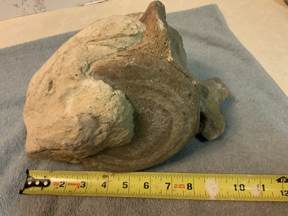 Cetacean Vertebra Bone