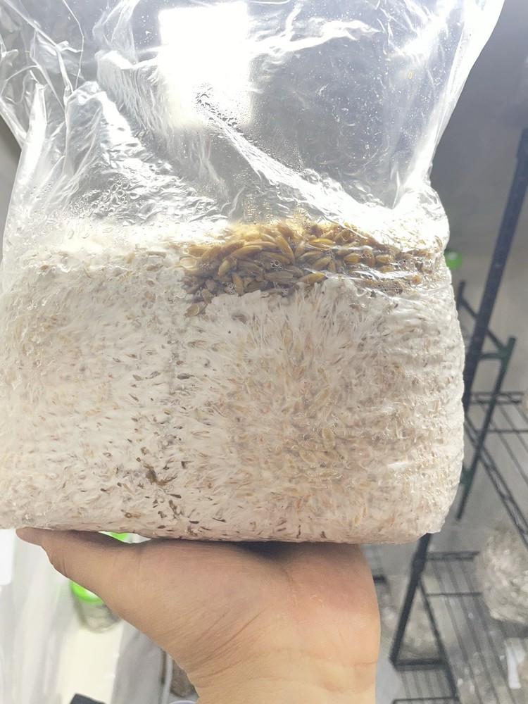 Mushroom Spawn Bag for Cultivation Mycelium