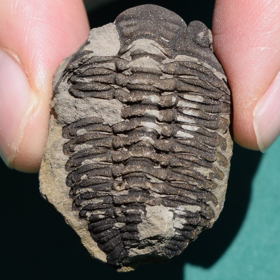 Trilobite, Eldredgeia eocryphaeus: Bolivia devonian trilobite fossil