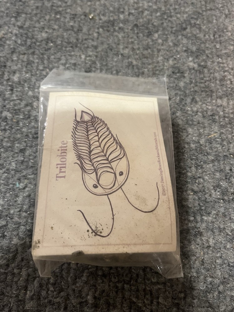 2" Trilobites Fossil