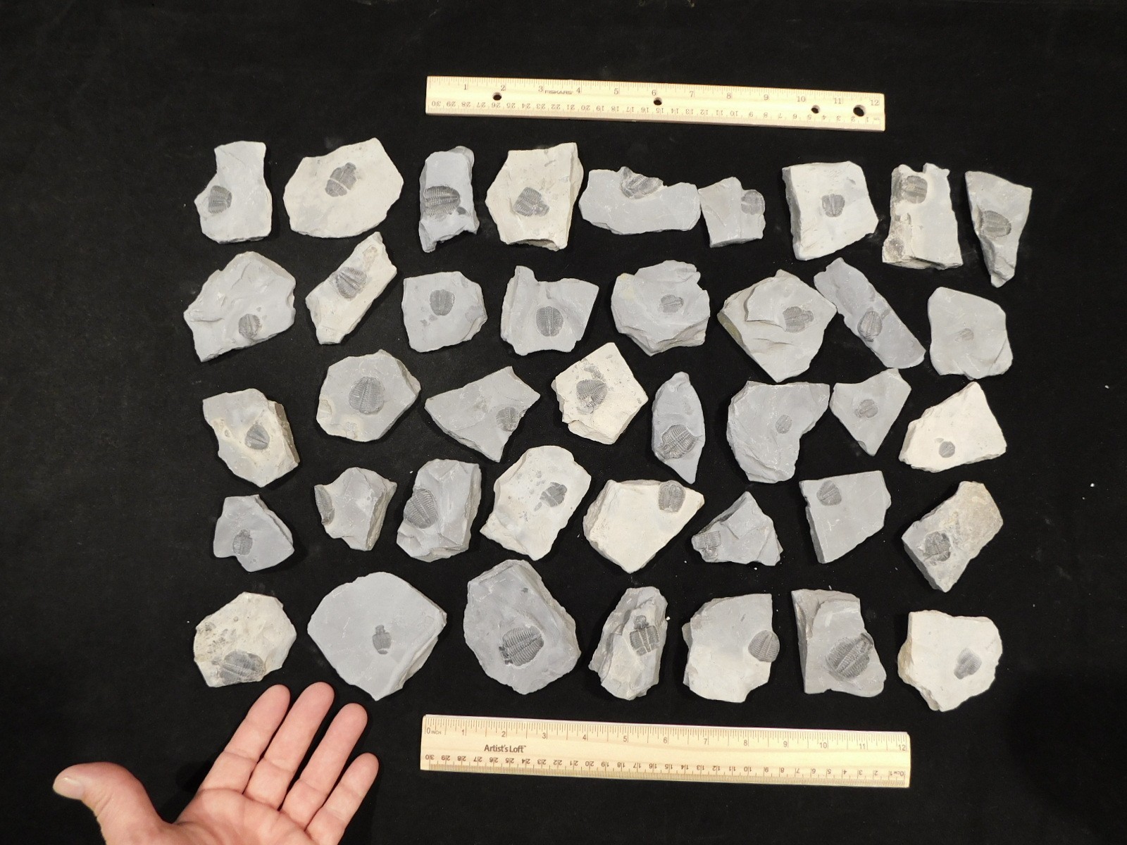 GIANT Lot of FORTY 100% Natural Elrathia TRILOBITE Fossils in Matrix Utah 2300gr