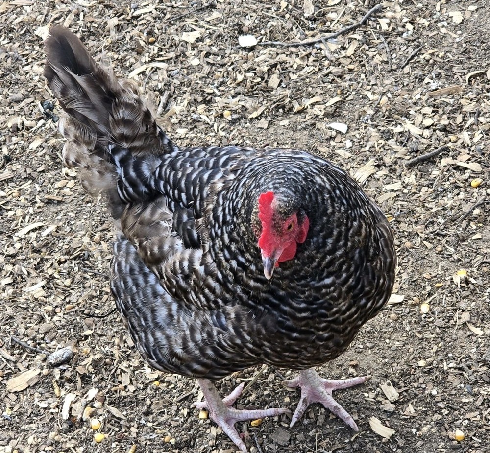 Chicken Hatching