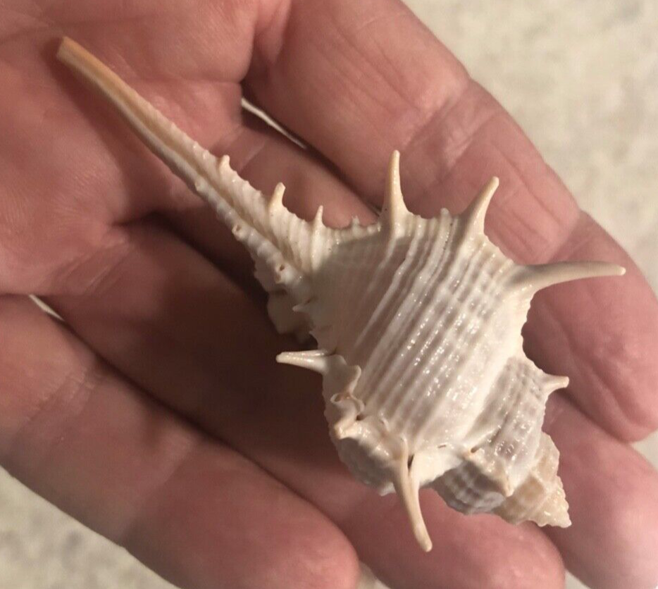 5 LARGE TURNISPINIA MUREX SEA SHELLS - BETWEEN 3” & 4" TALL