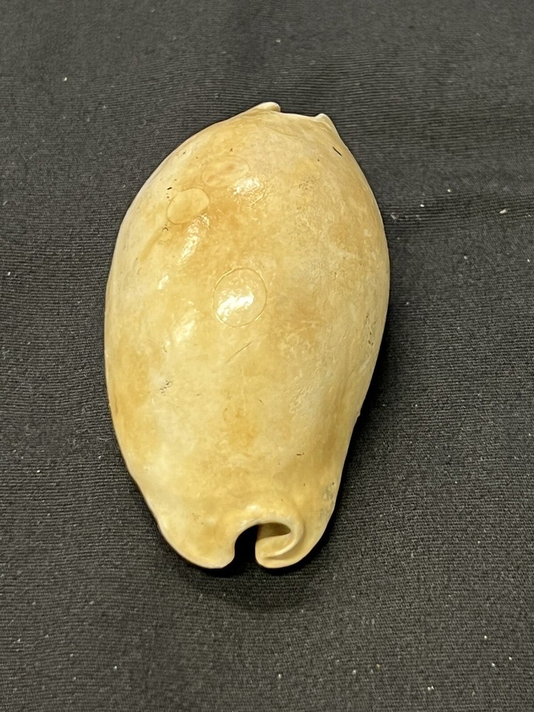 EXTINCT Fossilized COWRIE Shell From Central Florida - Pliocene Era.