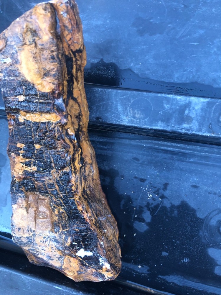 PETRIFIED LOG beautiful Raw Piece.