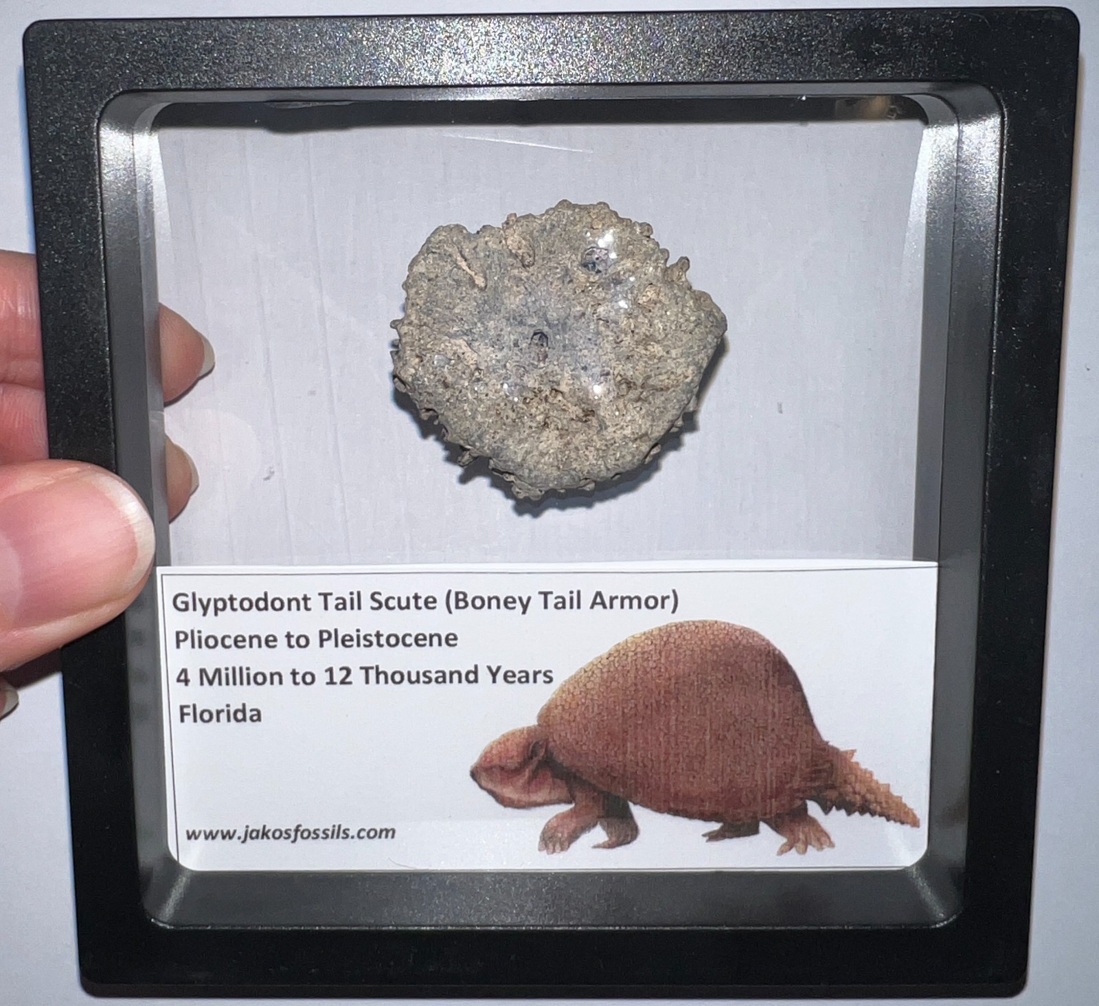 Framed RARE Ice Age Fossil GLYPTODONT Tail Scute Bone Armor Lot! ONE PER ORDER!