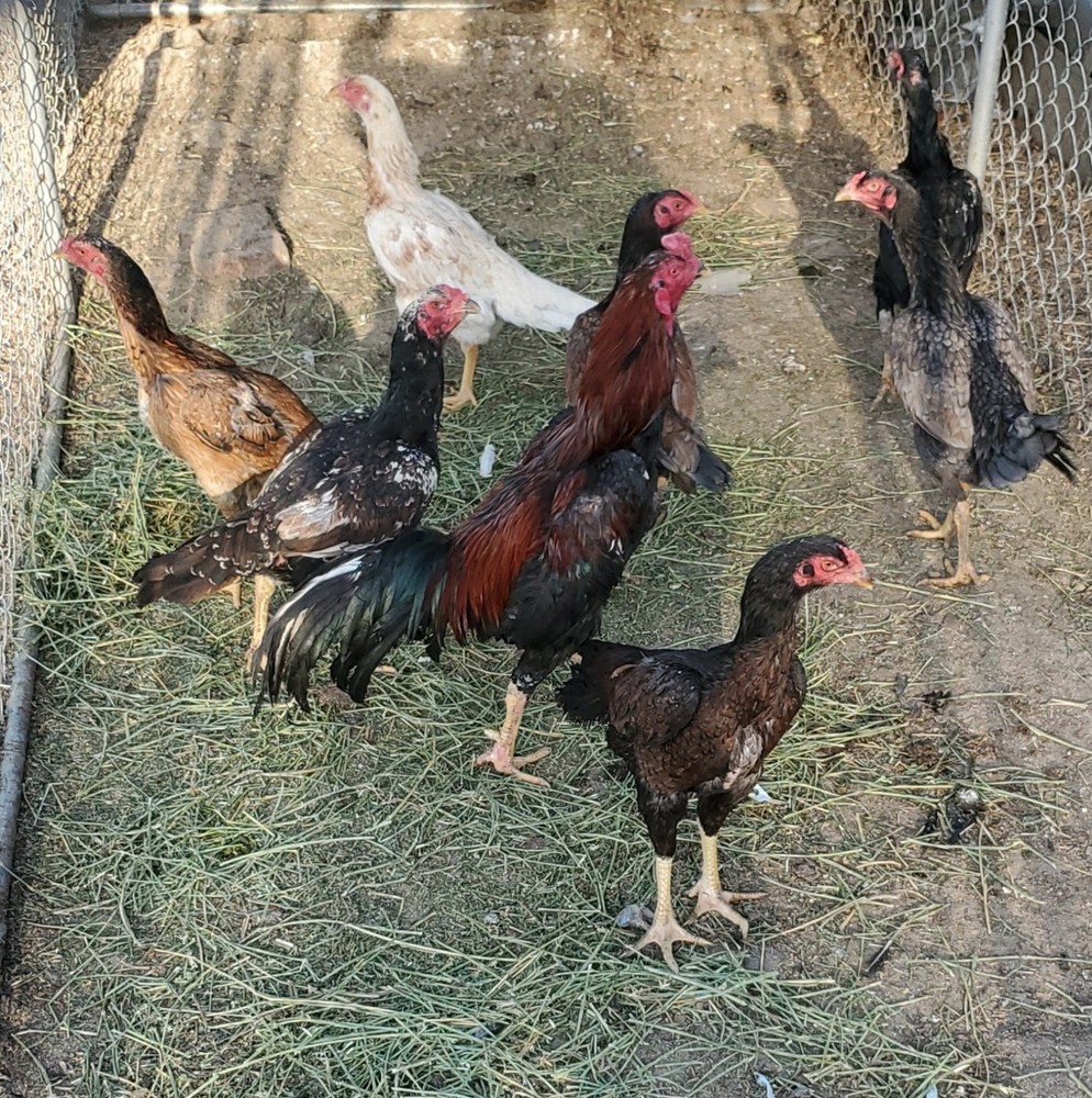 Thai Hatching Eggs 6 Total