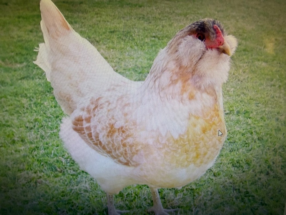 12 haching eggs (easter egger)