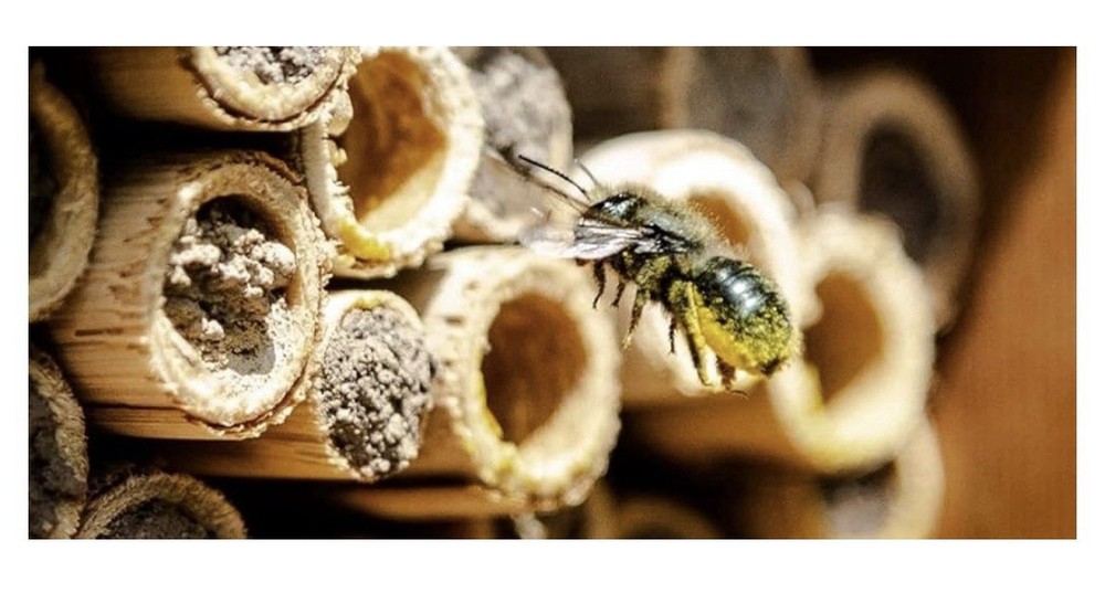 Mason Bee House
