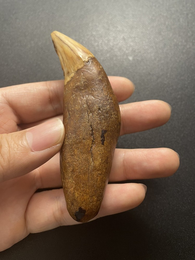 Cave bear tooth fossil