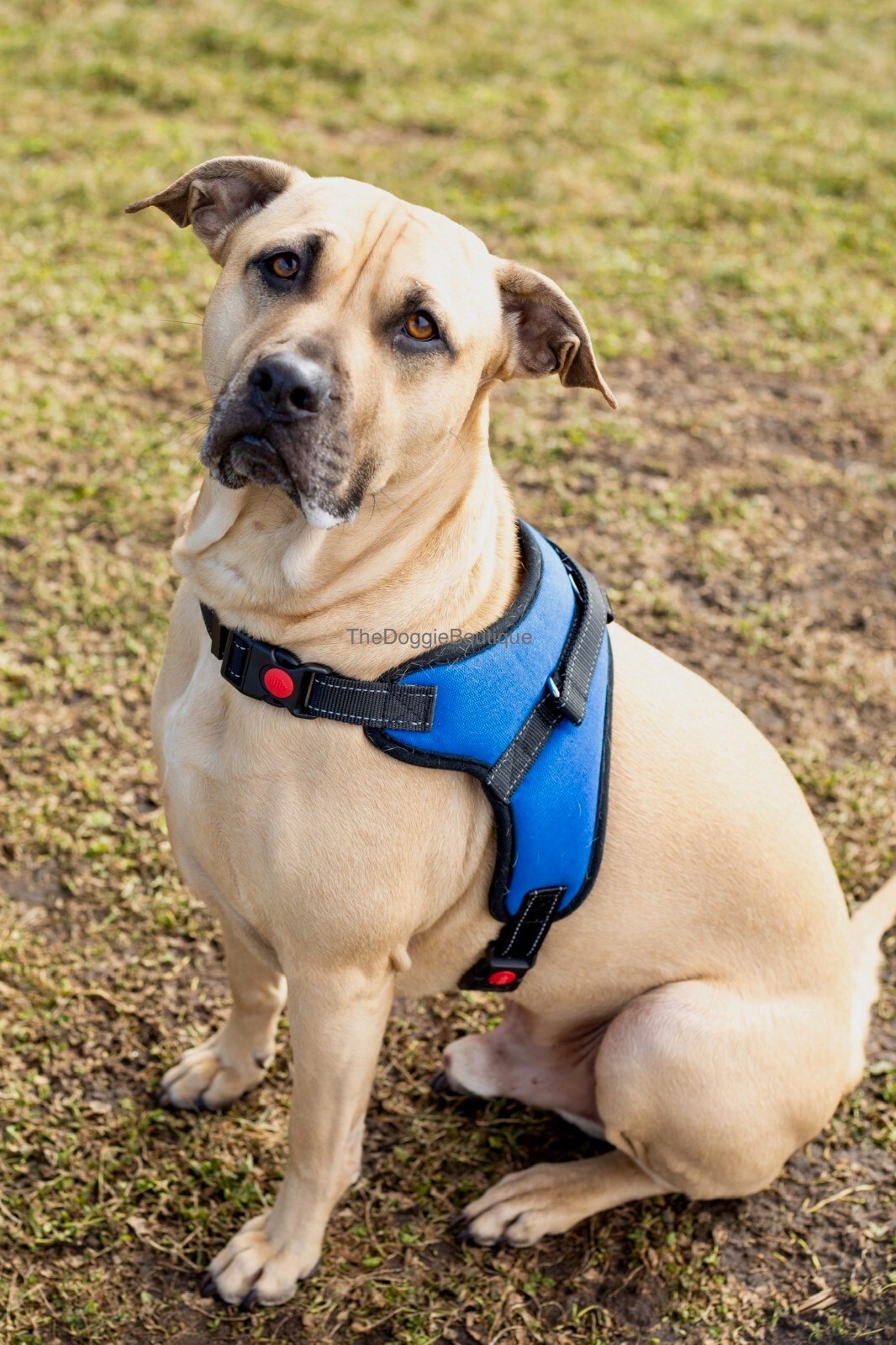 Dog Pet Vest Harness No Pull w Handle Adjustable Control Reflective S M Large XL