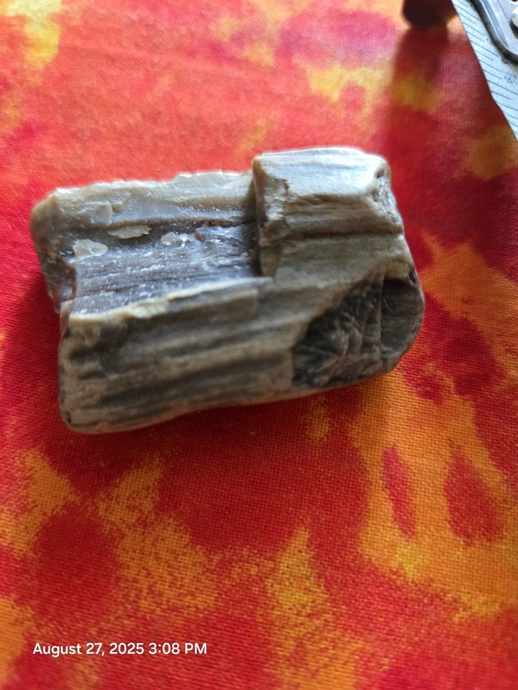 petrified wood