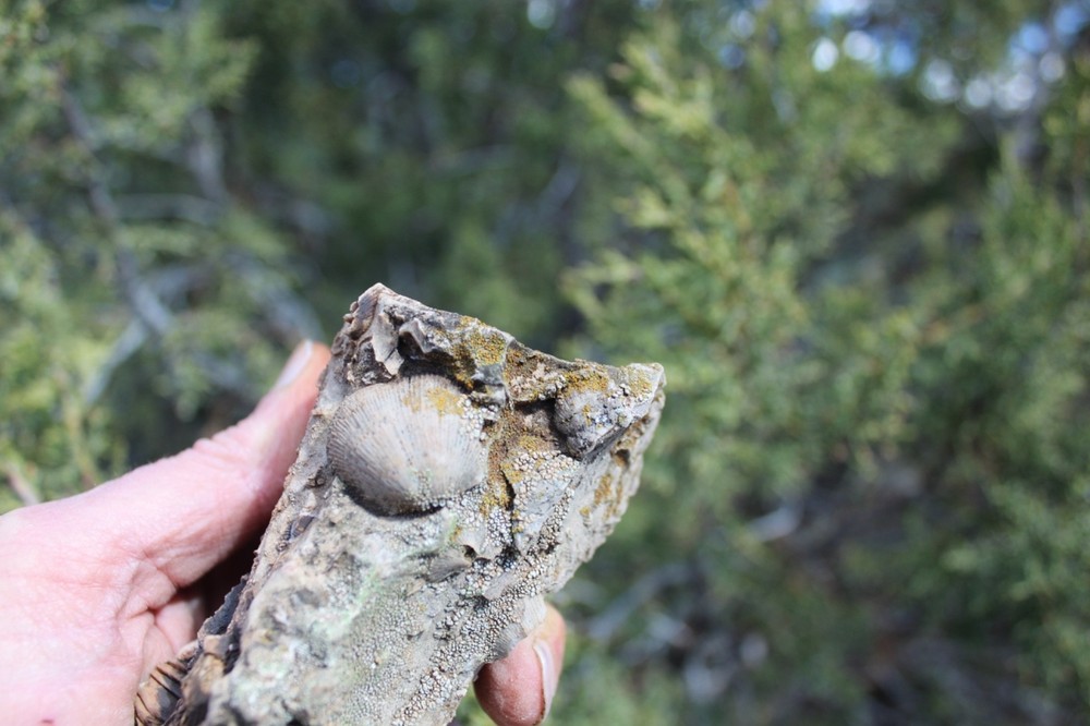 RARE Locality - Superb Display Specimen - Brachiopod/Shell Fossil - DEVONIAN