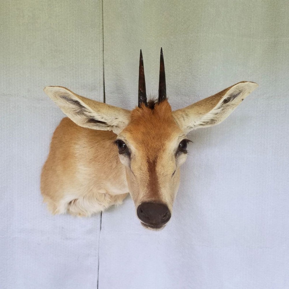 Duiker - Unusual Side-Sneak Pose