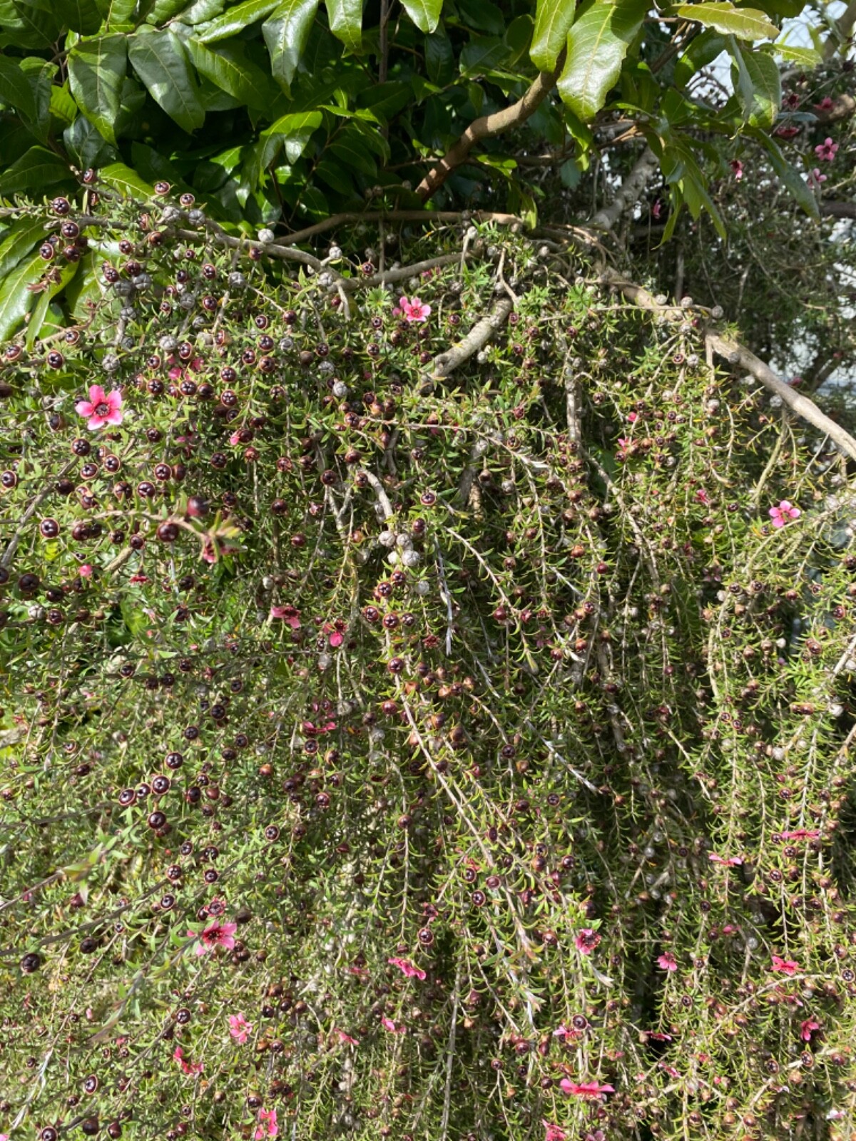 Weeping Manuka - pink flowers - 500 seeds - Leptospermum scoparium -from NZ