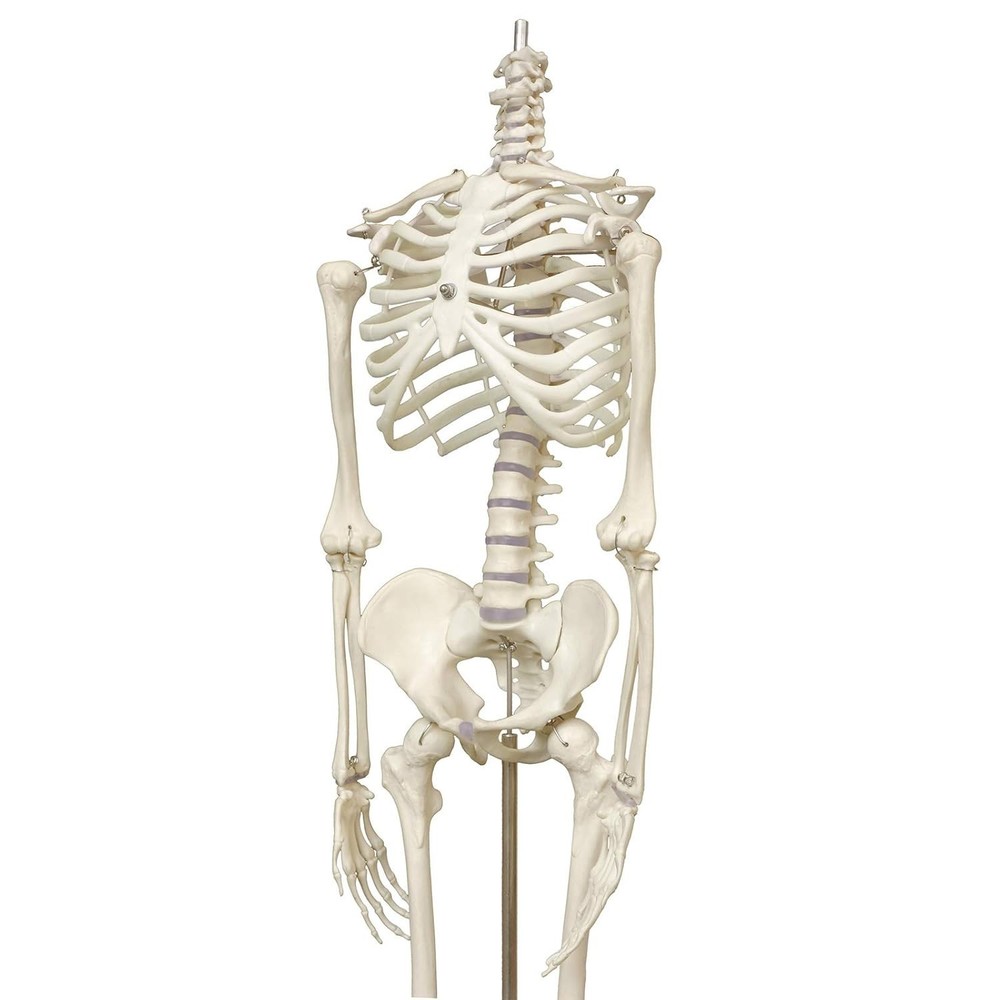 Lightweight 33.5'' Human Skeleton Model - Ideal for Medical Learning & Display