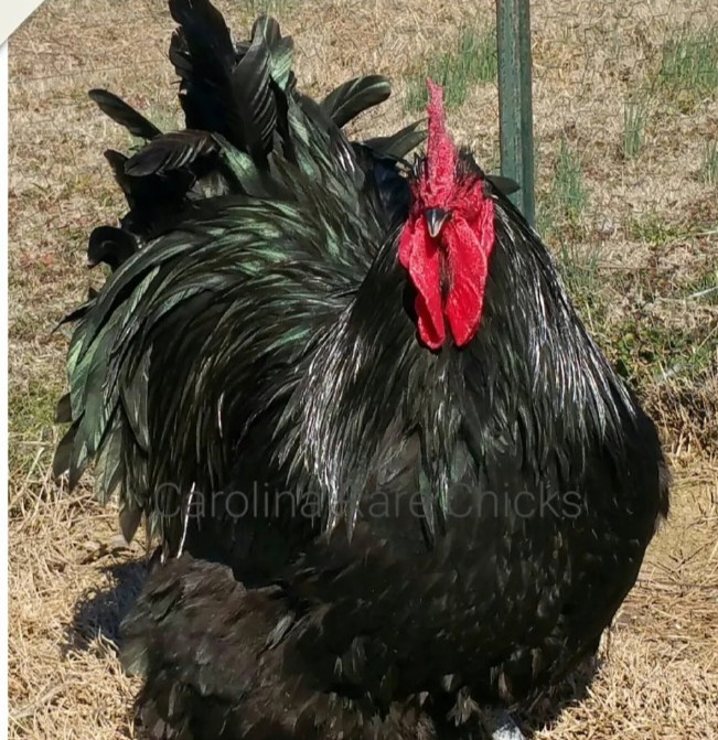 8+ English Black Orpington Hatching Eggs