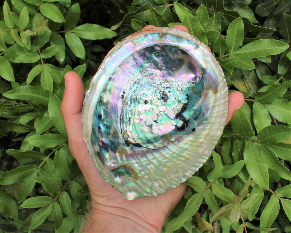 Smudge Kit: Abalone Shell, Cedar, Blue Sage, White Sage Smudge, Feather & Stand