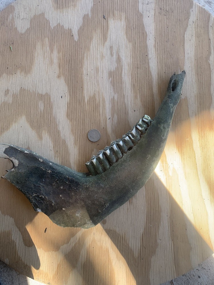 Fossilized Bison Jaw Bone
