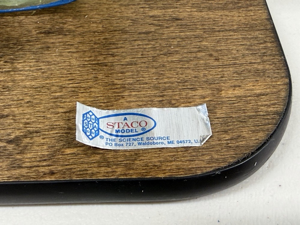 STACO Deluxe Plant Cell Model