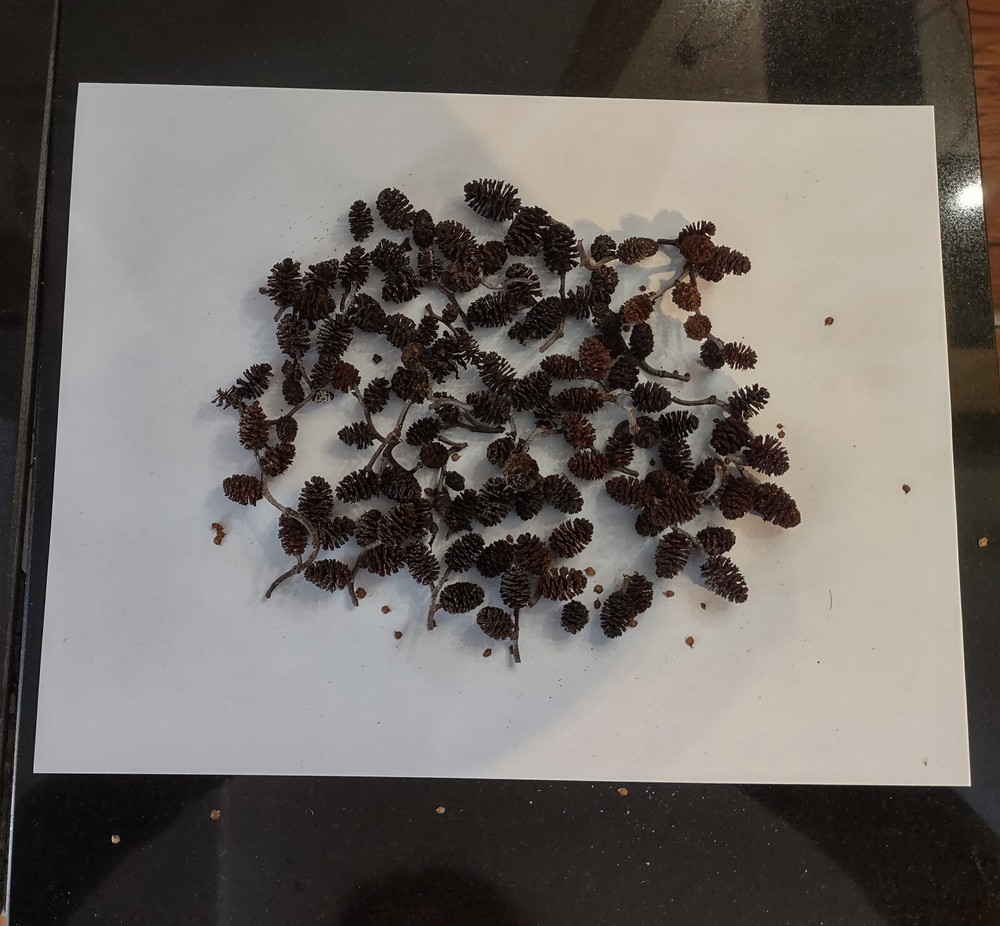 Alder cones for blackwater aquarium.
