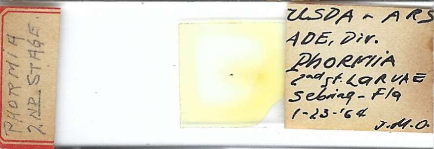 Blow Fly Phormia sp. Second Stage Larvae Microscope Slide