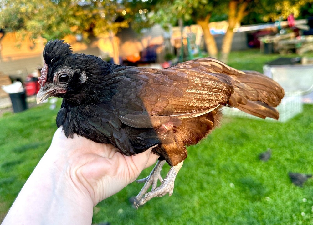 kikiriki hatching eggs 6++ PLEASE READ THE DESCRIPTION