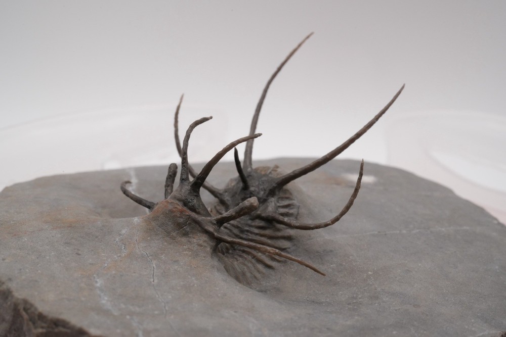 trilobites