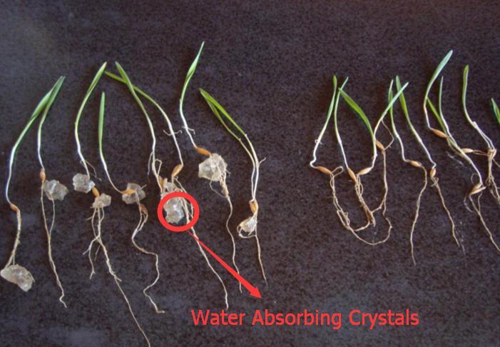 Water Absorbing Polymer Crystals - Soil Moist - Cricket Water Gel