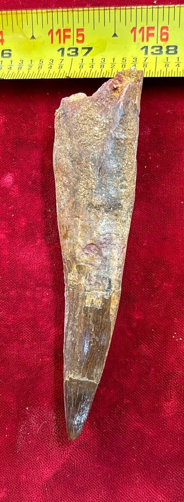 Authentic 4” Spinosaurus Tooth Fossil
