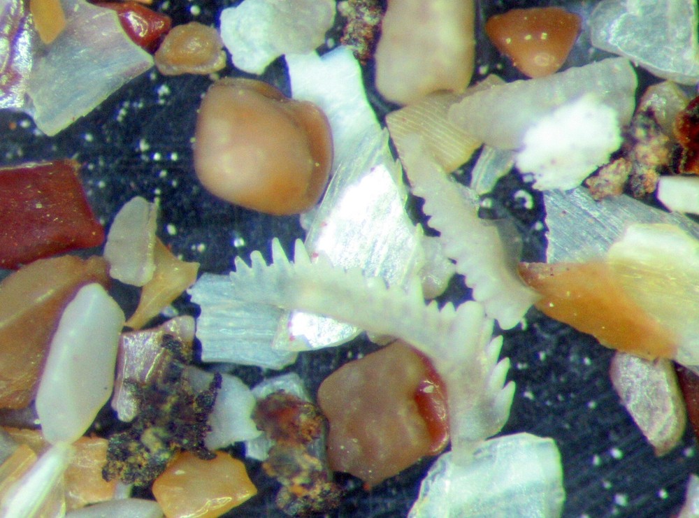 Devonian Kothman Ranch Limestone Conodont shark fish microfossil matrix slide x1