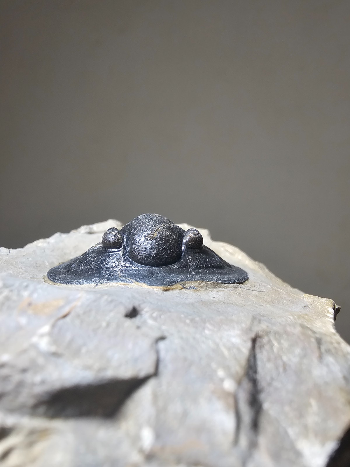 Fossil trilobite Top Quality Diademaproetus Devonian morocco 40mm