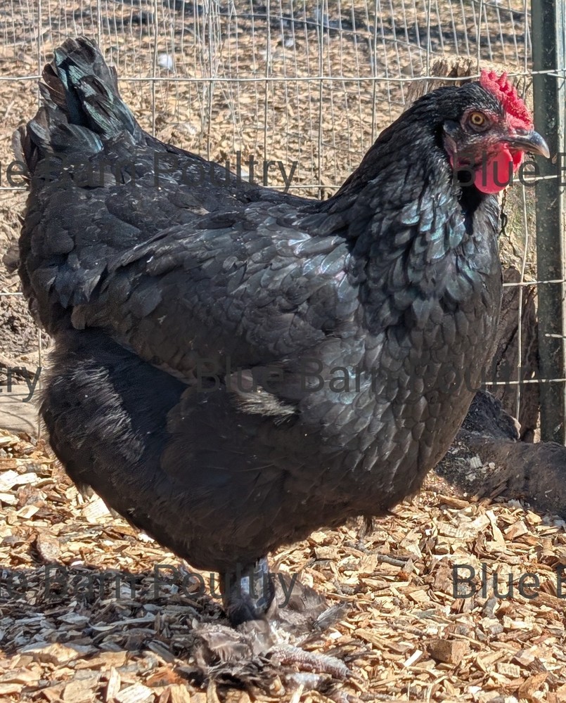 6 Solid Black Marans Chicken Hatching Eggs. Purebred. NPIP.