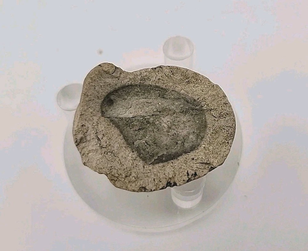 Egg Fossil Permineralized