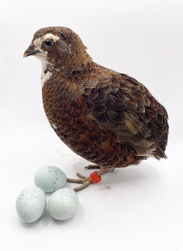15+ Celadon Coturnix Quail Hatching Eggs - Standard Size