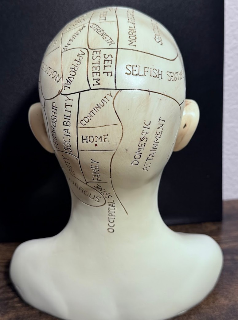 L.N. Fowler Phrenology Head Bust Ceramic Statue Medical History Decor Psychology