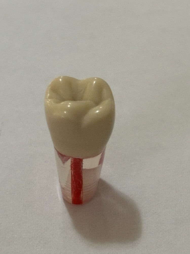Endo Tooth #26 For ADC MODEL (3 Pack)