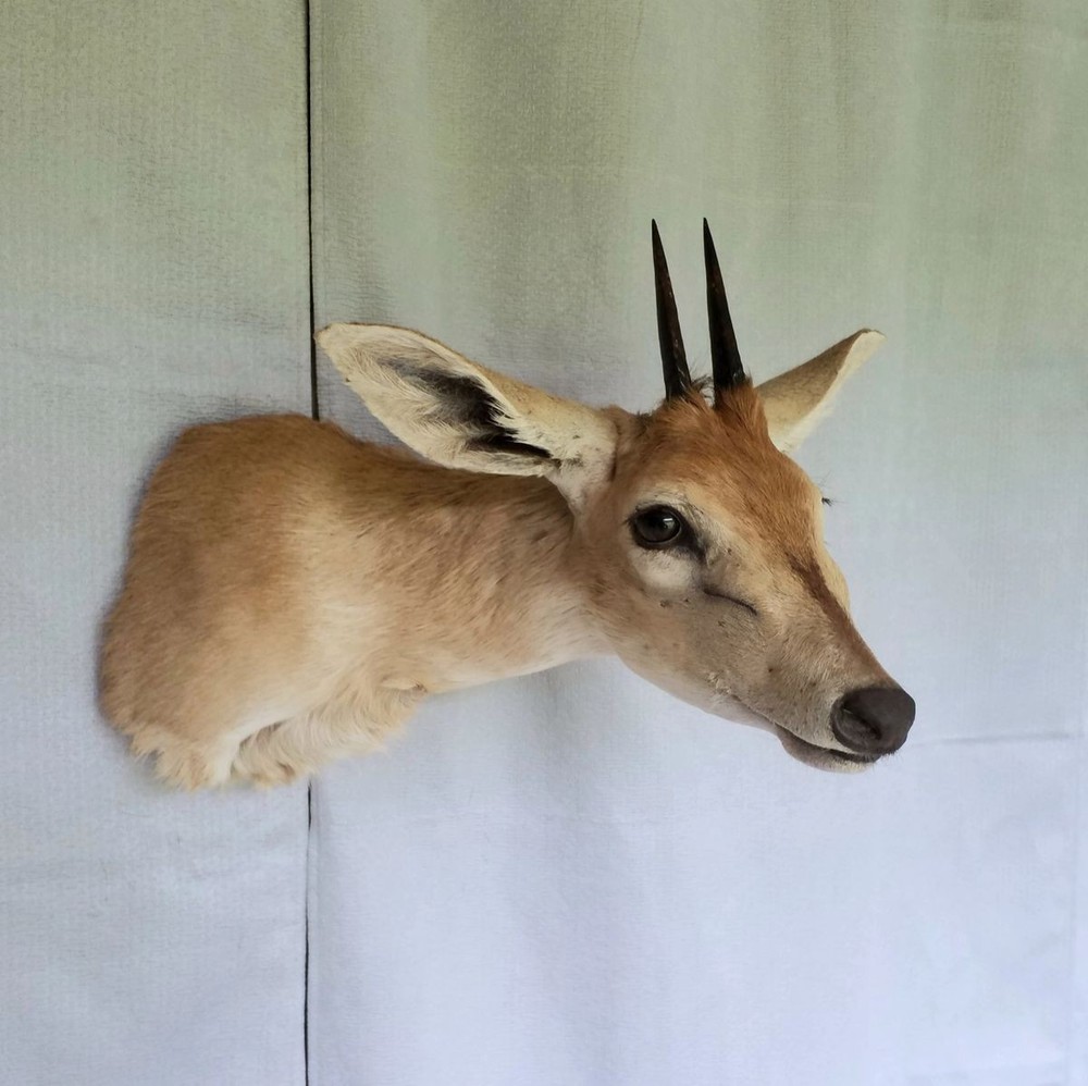 Duiker - Unusual Side-Sneak Pose