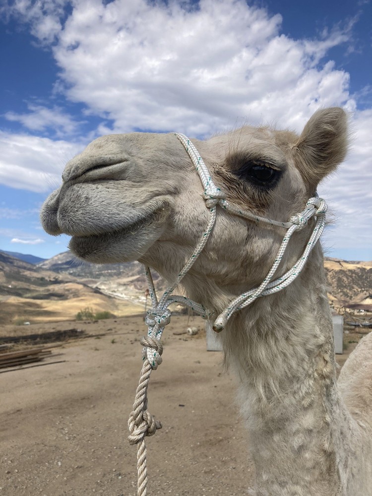 Camel Rope Halter, size small (1-2yo) Camel🐪, Strong Rope